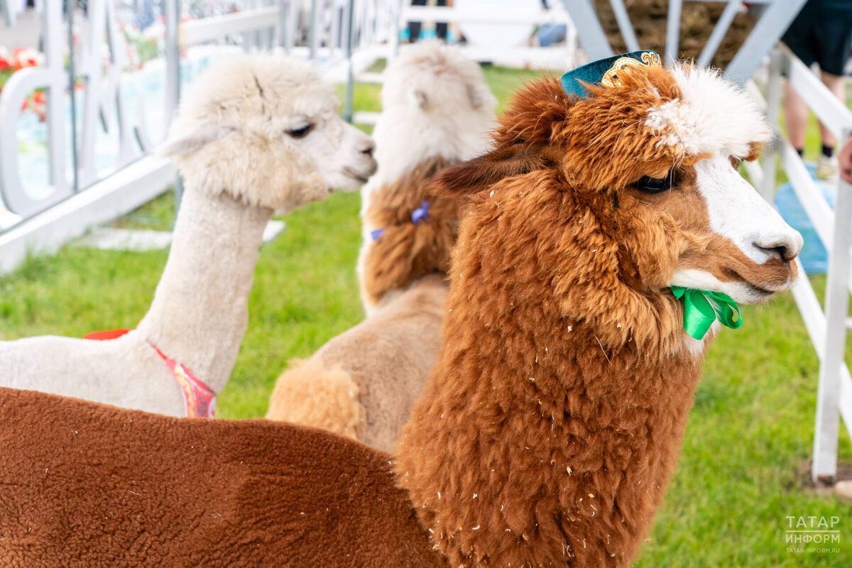 Фото: © Салават Камалетдинов / «Татар-информ»