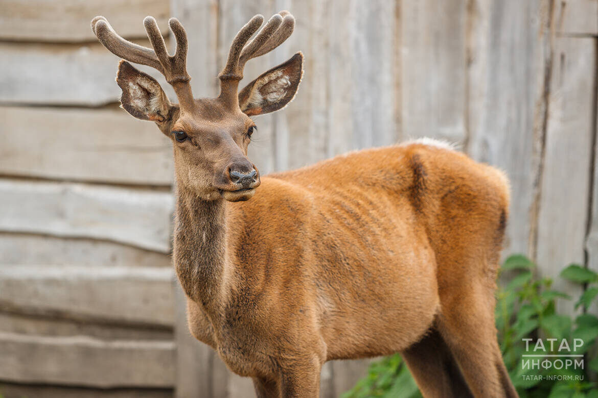 Фото: © Владимир Васильев / «Татар-информ»