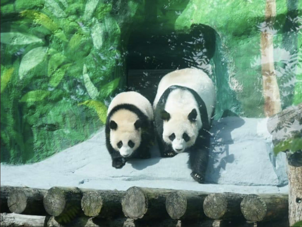 Московский зоопарк. Диндин со своим детёнышем - Катюшей. Источник фото: https://www.rbc.ru/life/news/68a451959a79477daa792ca8