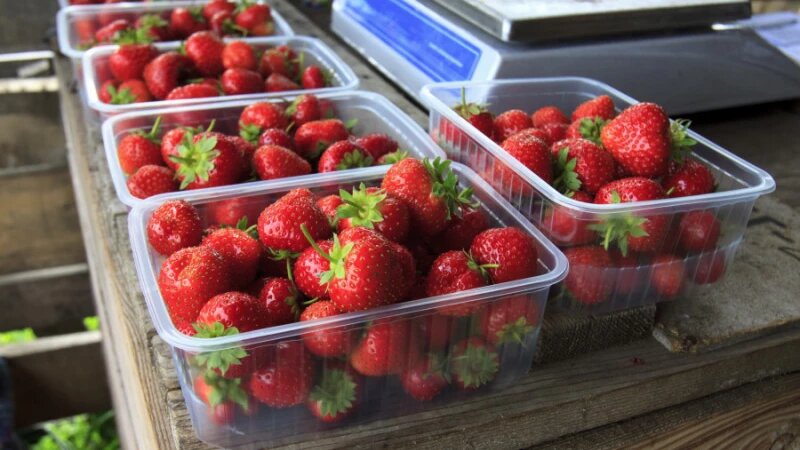     Плантации клубники в Первомайском районе. Анна Зайкова