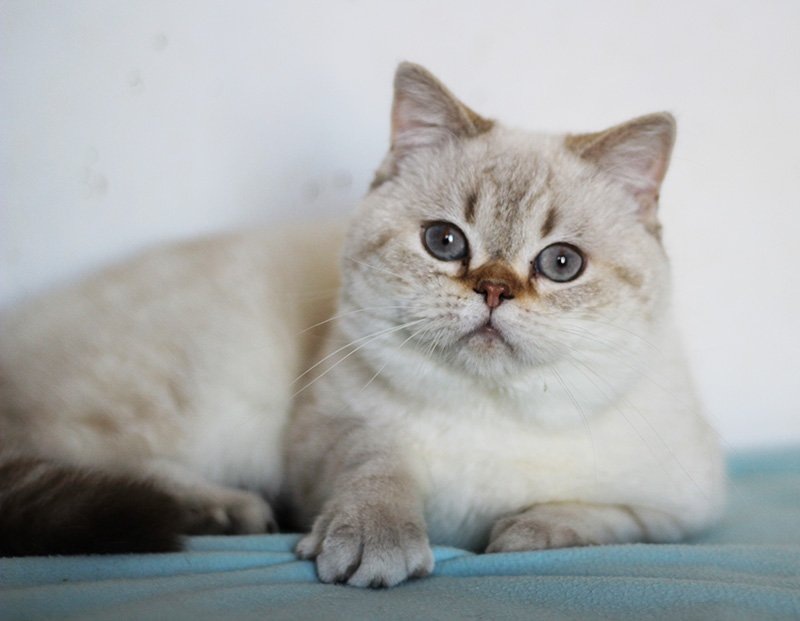 Шотландский короткошерстный котик (скоттиш страйт) - Rong Real cats - производитель питомника
