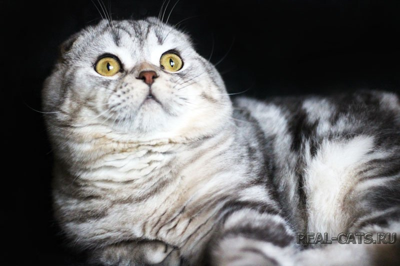 Котик скоттиш фолд - Jastin Real cats  производитель питомника Real cats