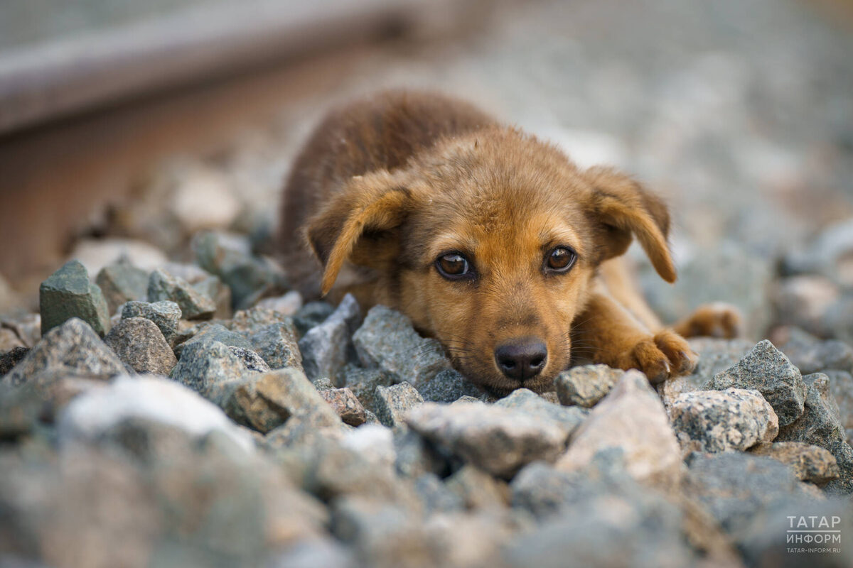 Фото: © Владимир Васильев / «Татар-информ»