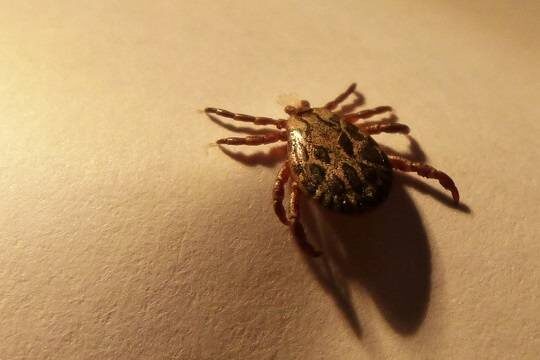    В Роспотребнадзоре оценили риск распространения клещей-мутантов в средней полосе (фото: pxhere.com)
