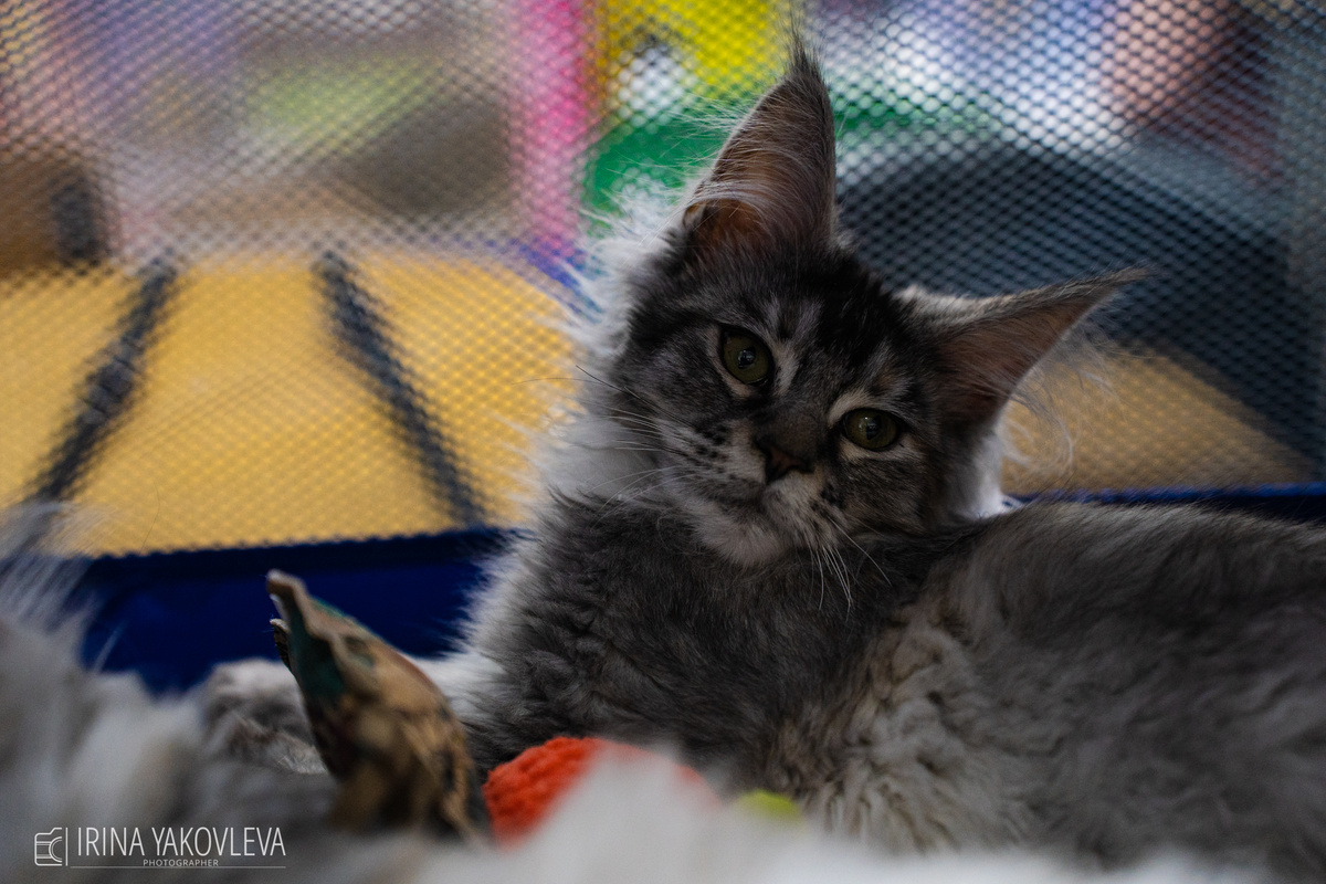    Ирина Яковлева