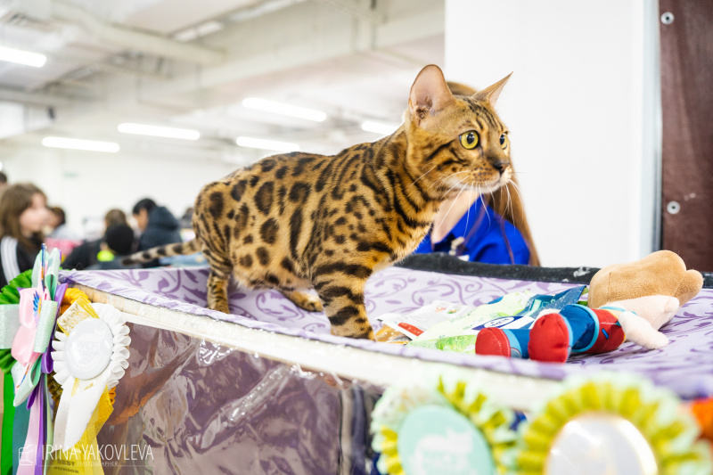    Породистых котов и кошек показывают в ПетрозаводскеИрина Яковлева