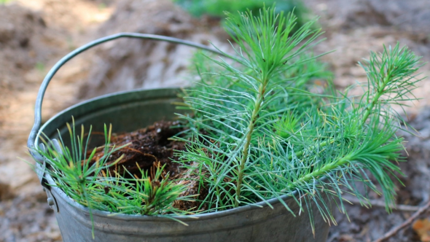    Правительство Владимирской области