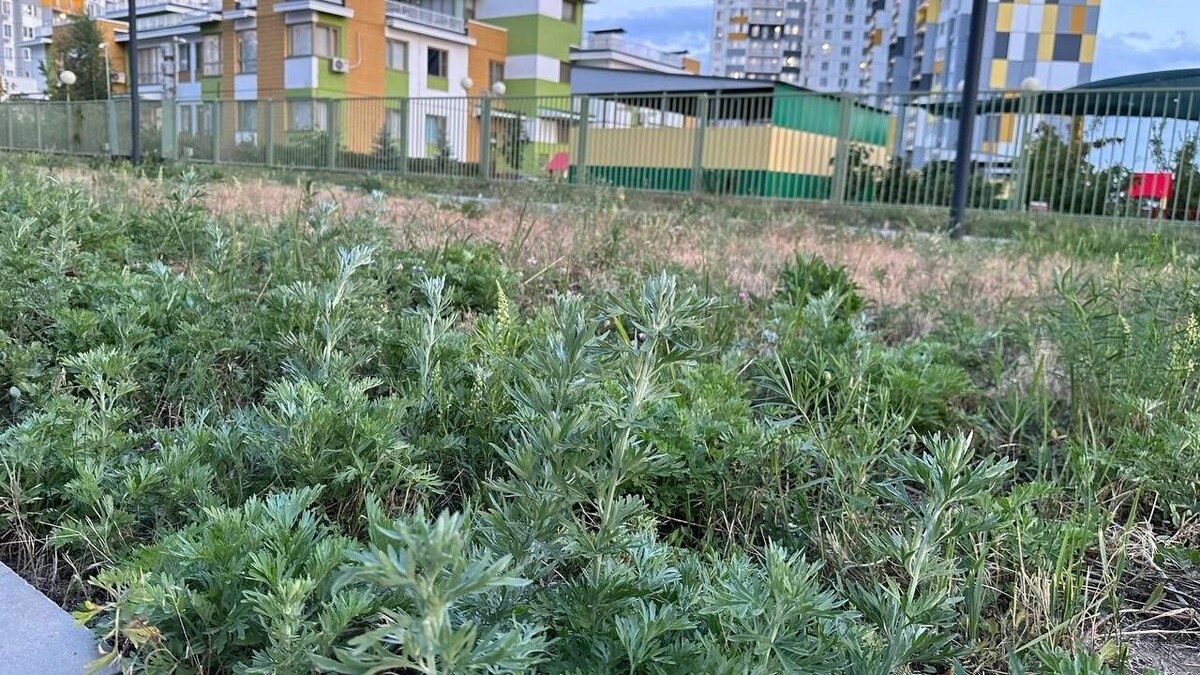    Названы главные аллергены Ростовской области   Анна Ивченко / rostovgazeta.ru