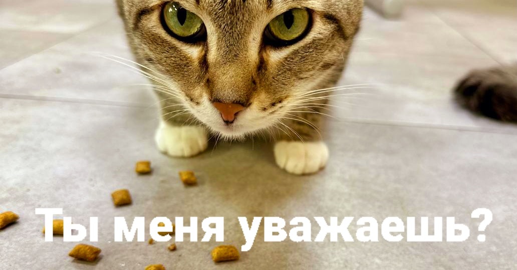 С днем Уважения кошек😻