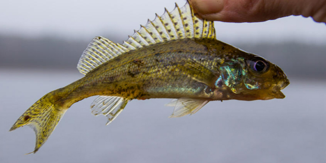 На крючке постоянно ёрш или уклейка, хотя цель — карась: почему выбирается «не та» рыба на точке