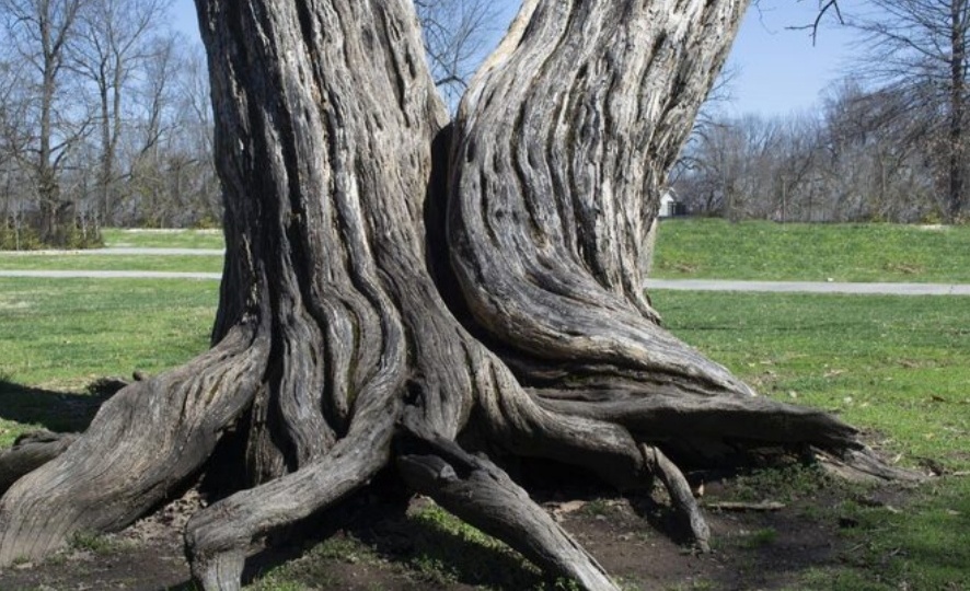 "Выгнутая ножка".