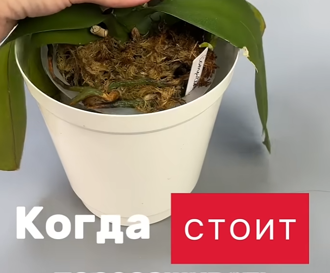 Как и Когда Пересаживать Орхидею в домашних условиях ? Простые Шаги и Советы