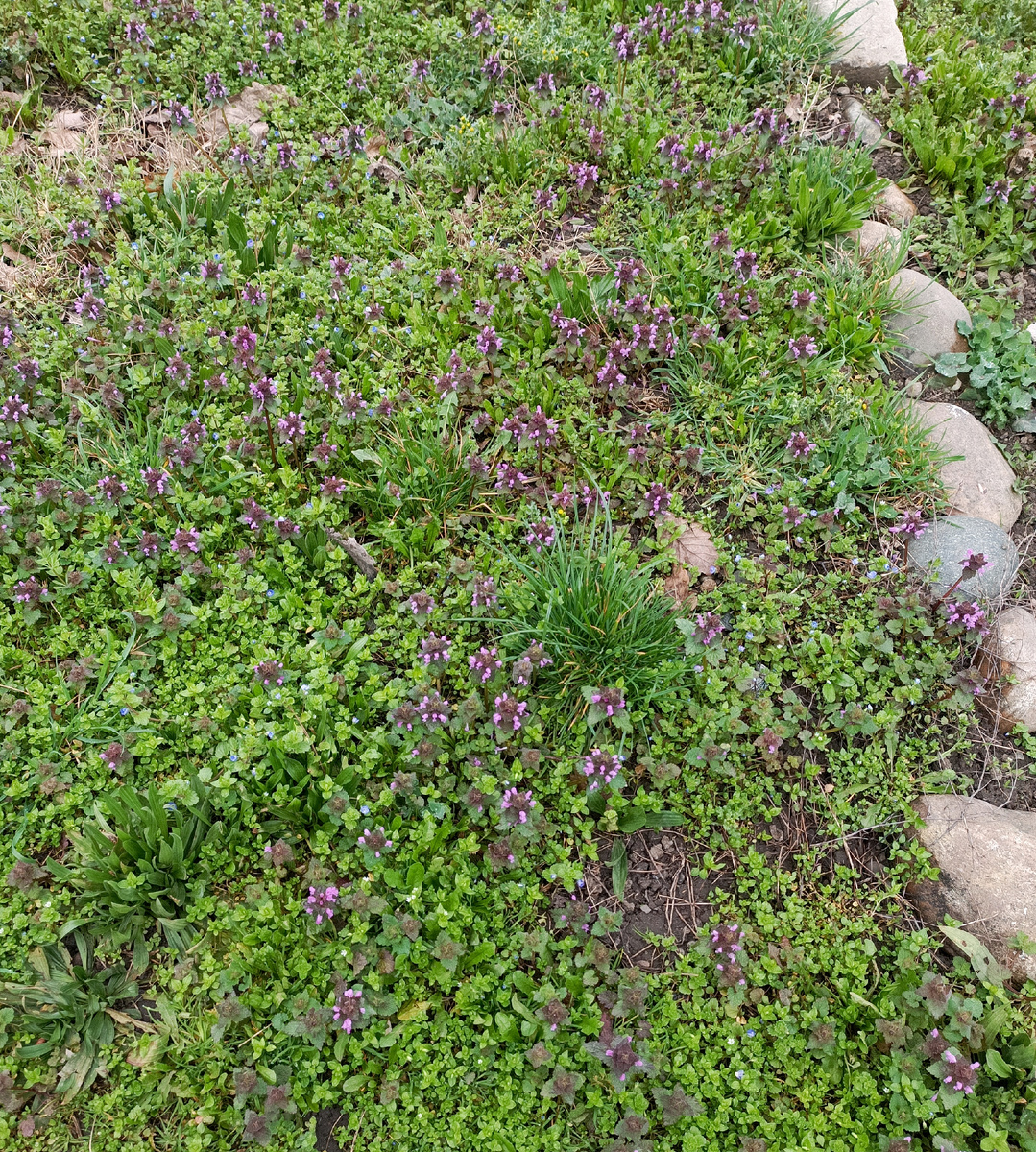 Трава вдоль дороги