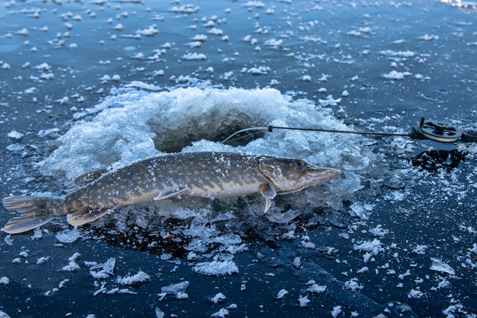    Shutterstock/FOTODOM