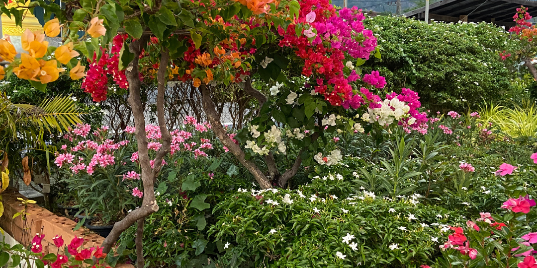 Приехала на Пхукет одна. Уже неделя прошла. Про фрукты