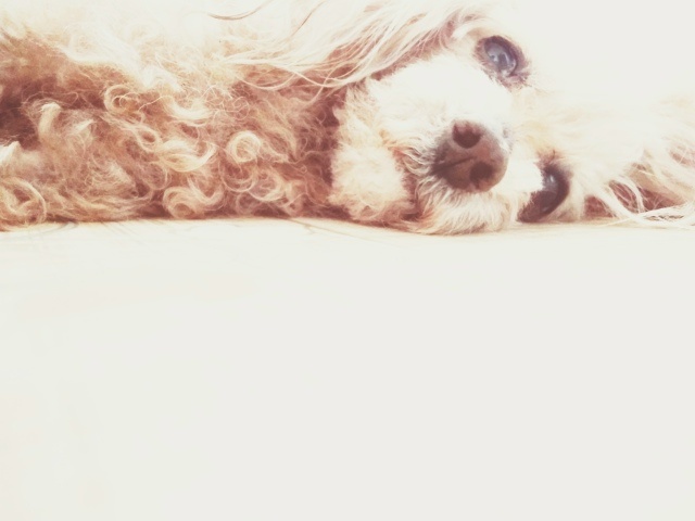 Коко Шанель