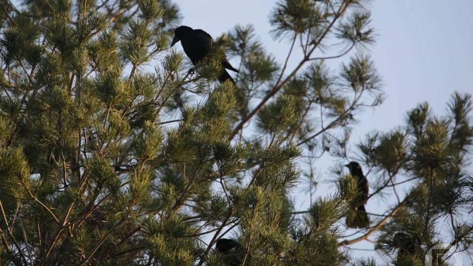 Приметы и запреты на 28 марта в Александров день