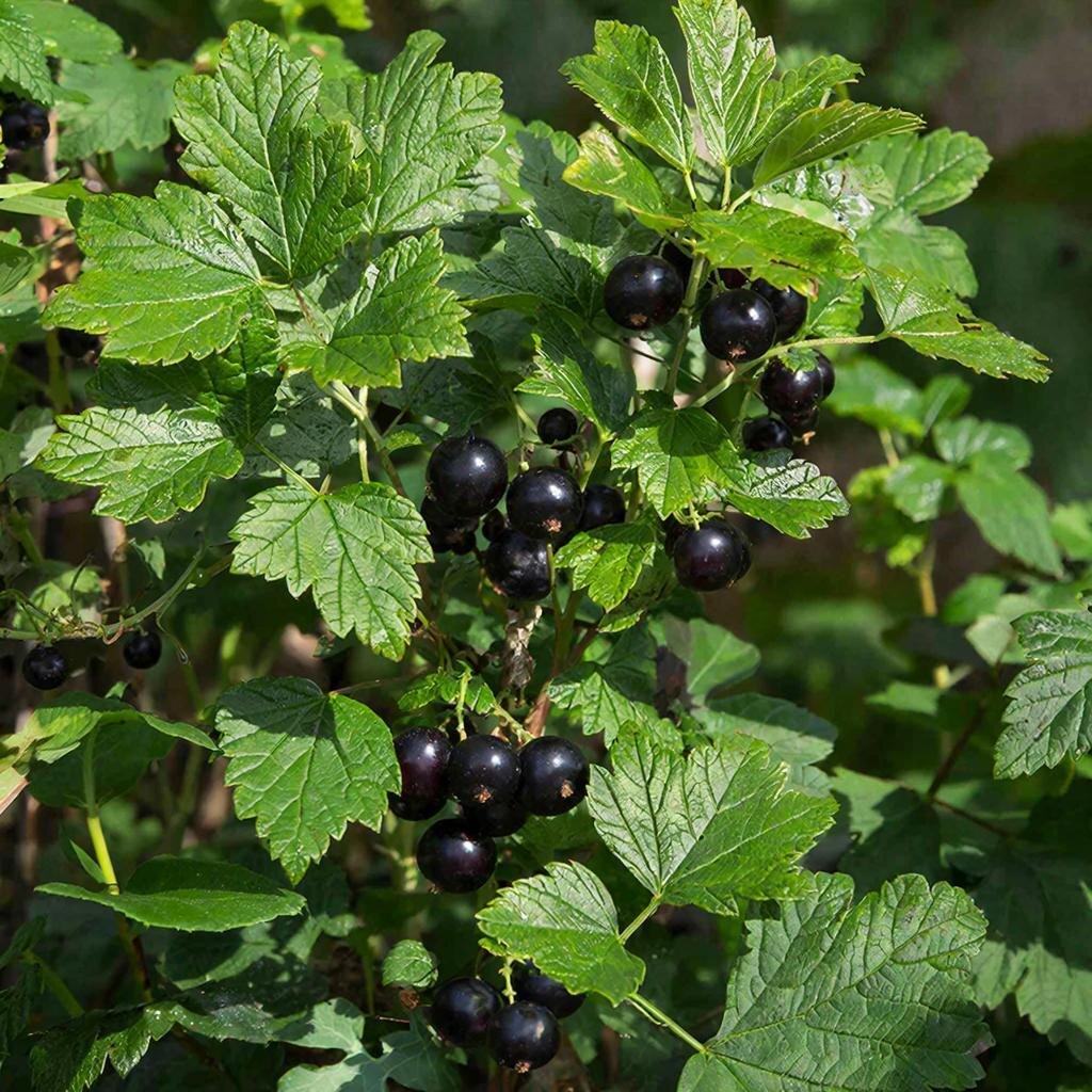 Обильный урожай чёрной смородины начинается с весенней заботы. Иллюстрация автора.