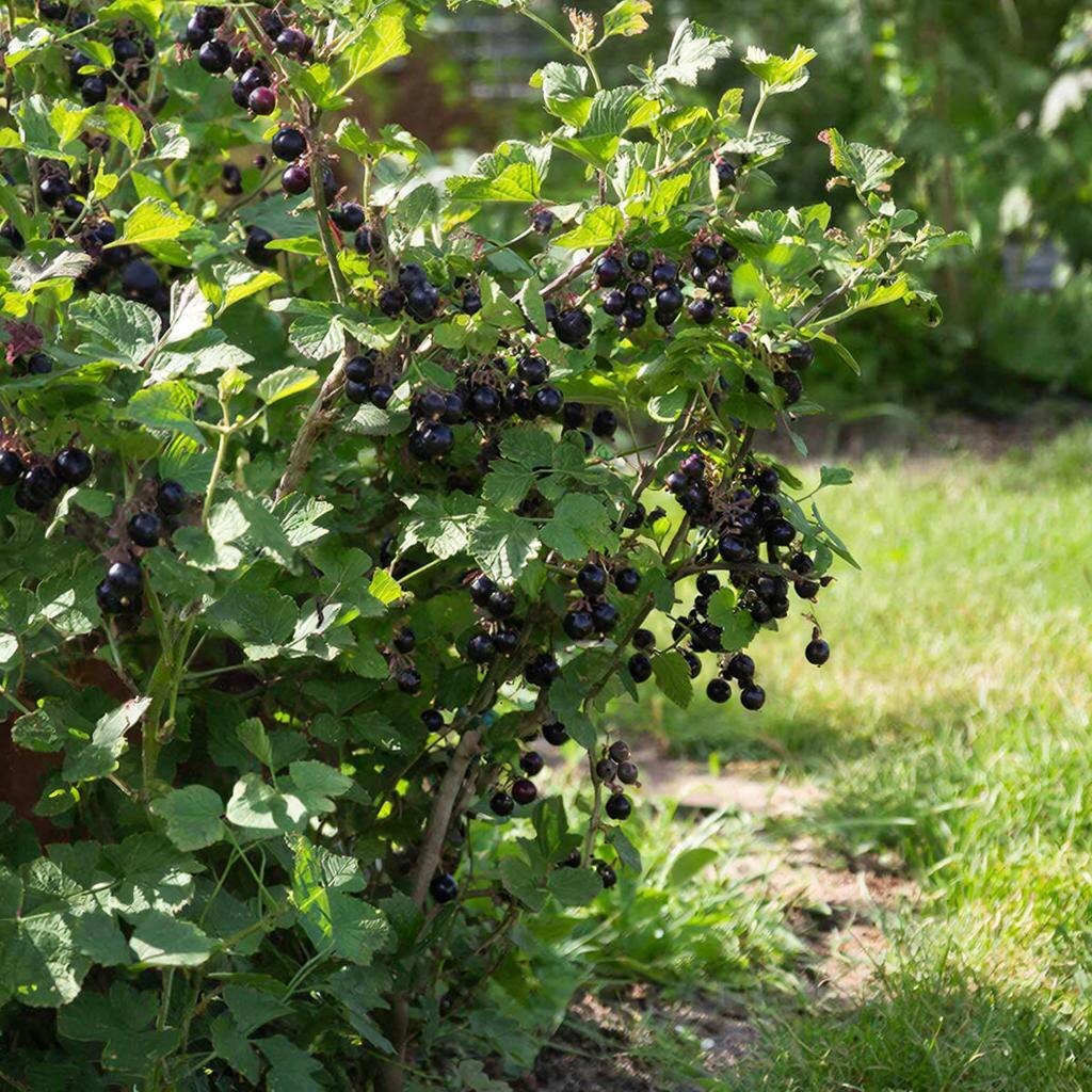 Ягоды, которые любят и дети, и взрослые! Иллюстрация автора.