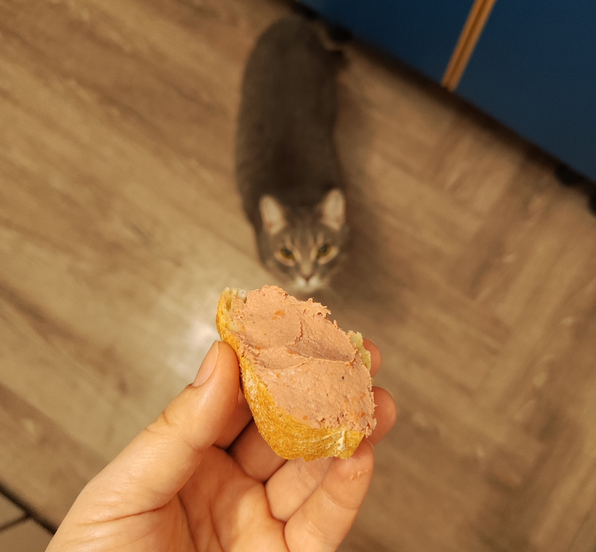 За минуту до того, как кисуня первым снял пробу 