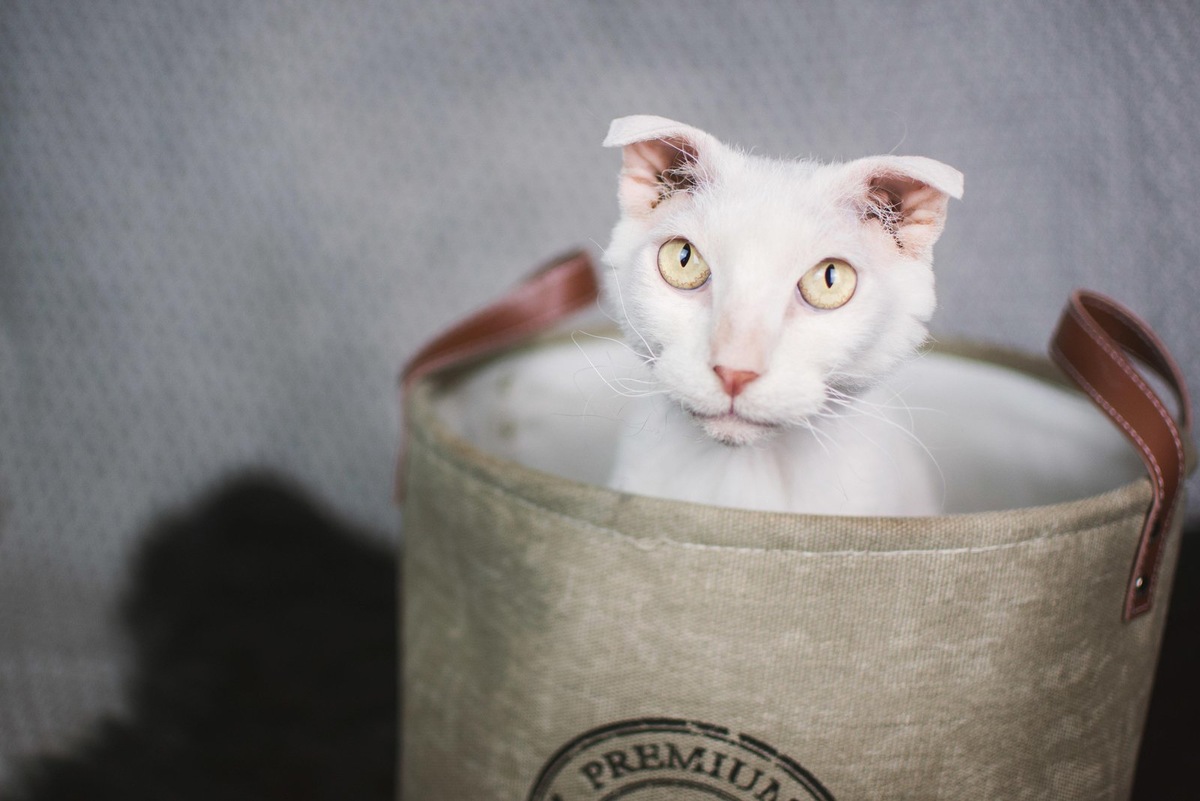    Украинские левкои имеют слабое здоровье