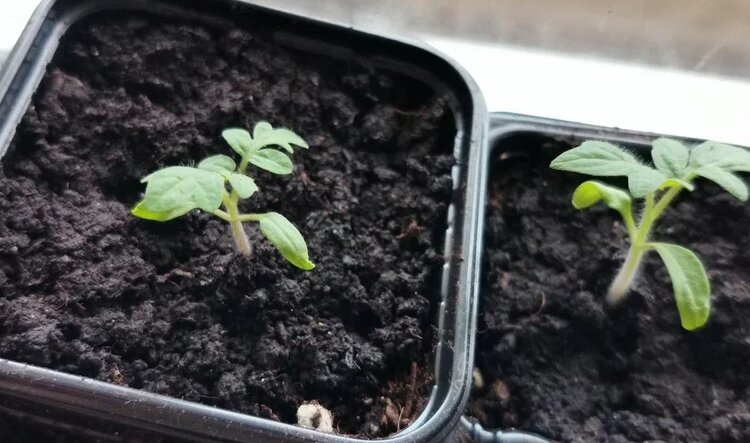 Подкормка рассады томатов в апреле для крепкого стебля: последний шанс укрепить помидоры