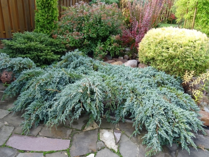Красивая подборка стелющихся можжевельников. Описание и фото популярных сортов