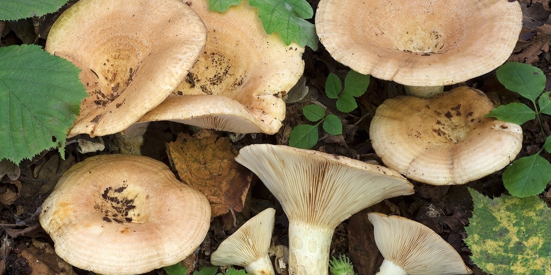Груздь дубовый (Lactarius zonarius)