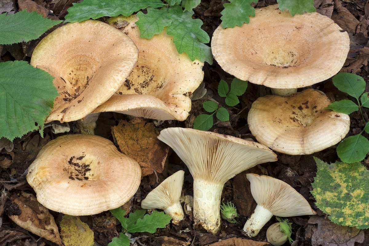 Груздь дубовый (Lactarius zonarius)
