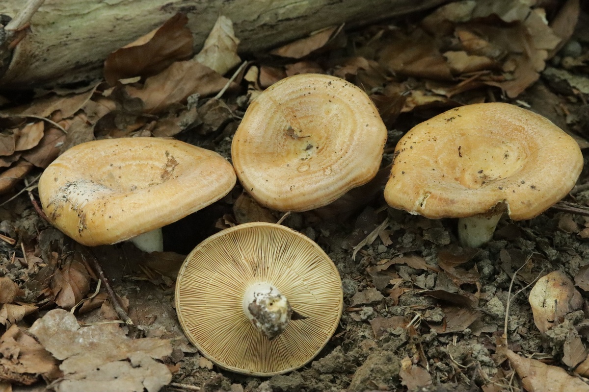 Груздь дубовый (Lactarius zonarius)
