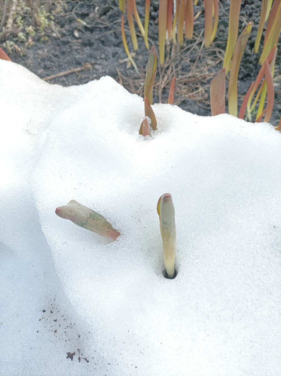 Тюльпаны пробиваются сквозь снег