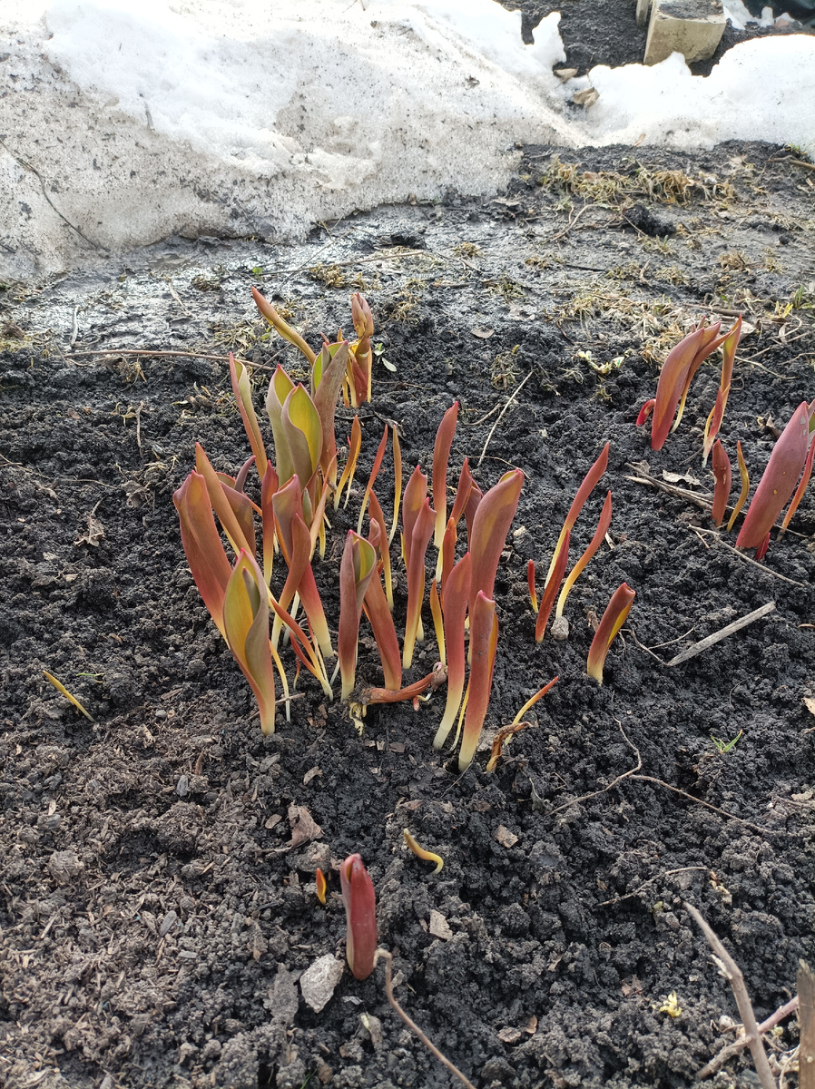 Убираем мульчу с оттаявших тюльпанов