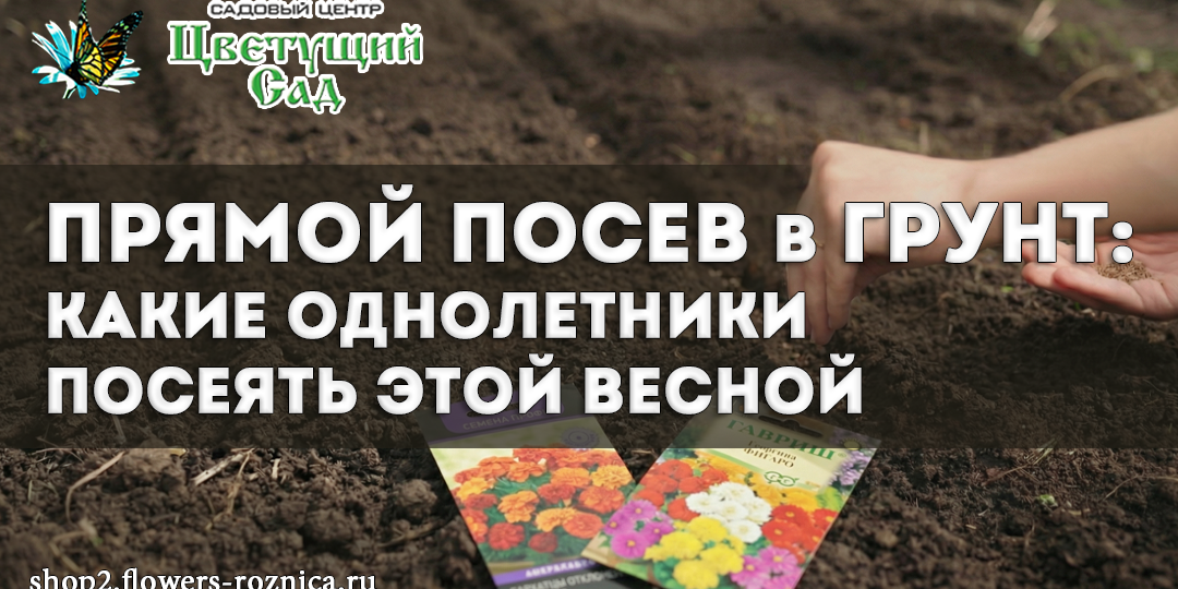 Прямой посев в грунт: какие однолетники посеять этой весной