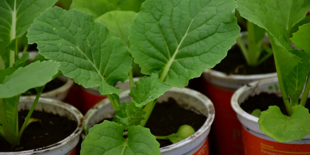 Как сажаю Пекинскую Капусту, чтобы она не ушла в цвет, а дала крупные и упругие кочанчики