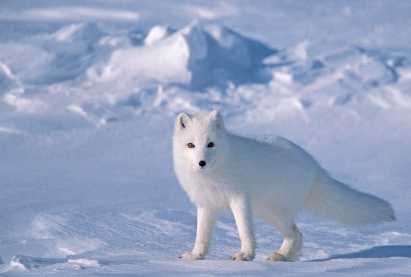 Самые милые, но опасные животные Арктики
