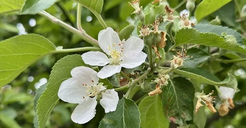 После цветения: чем опрыскать яблони и груши, чтобы червивые яблоки остались в прошлом