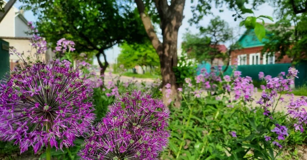 Правительство защитило дачников от потери земли за борщевик