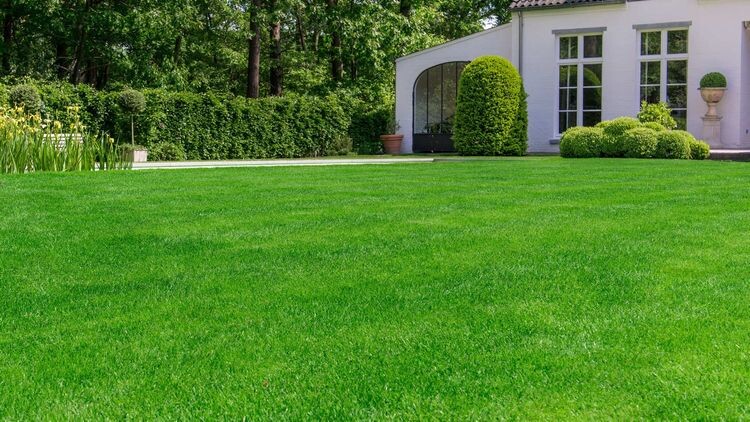 Зеленый газон в рулонах и в плитах