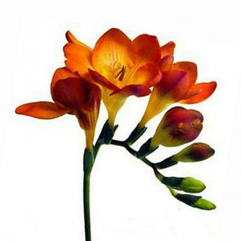 Я её первый раз тогда увидела и уже не забуду.Цвет другой был,нежный.