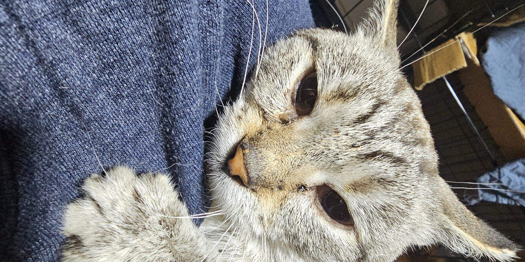 Помогите. Помогите спасти кота...