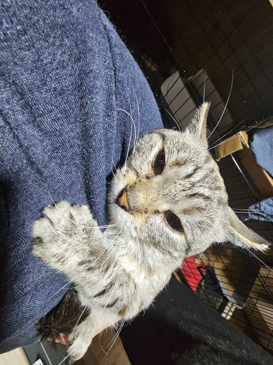 Фото автора. КотЬ оооооочень хочет жить.