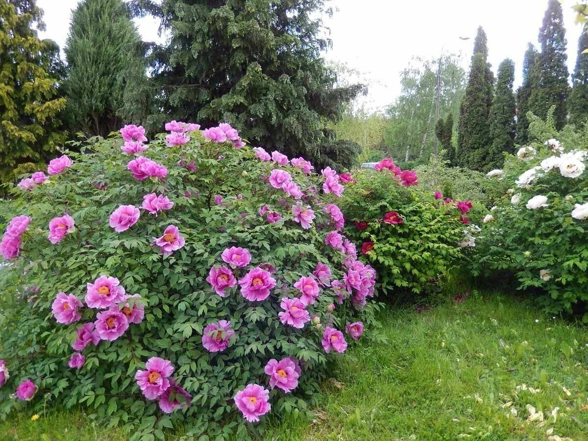 Пион древовидный