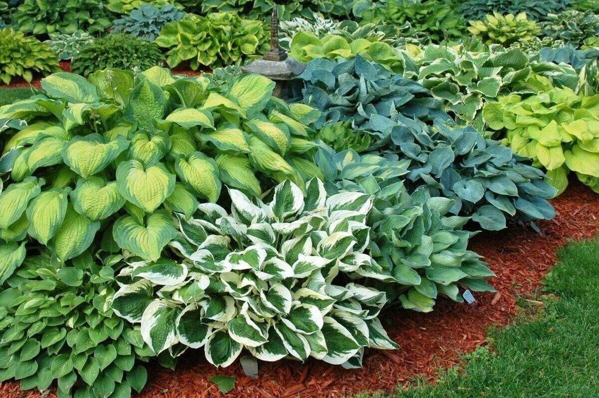 Смесь сортов хосты