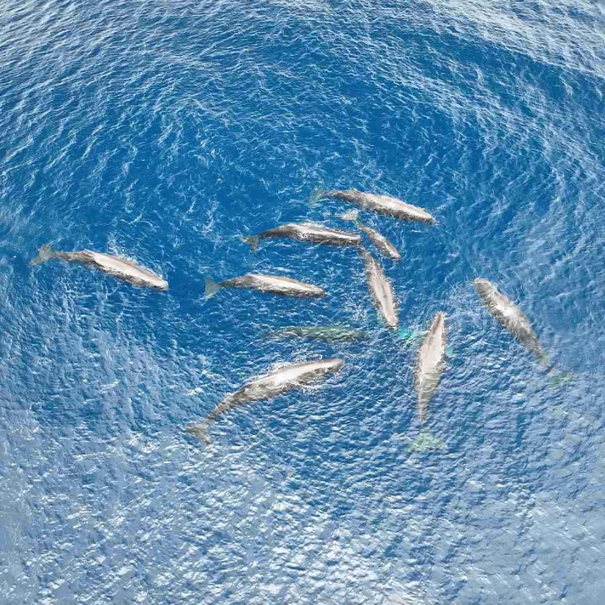    Сбор группы кашалотов перед началом родов / © Yaniv Aluma et al., Scientific Reports, 2026