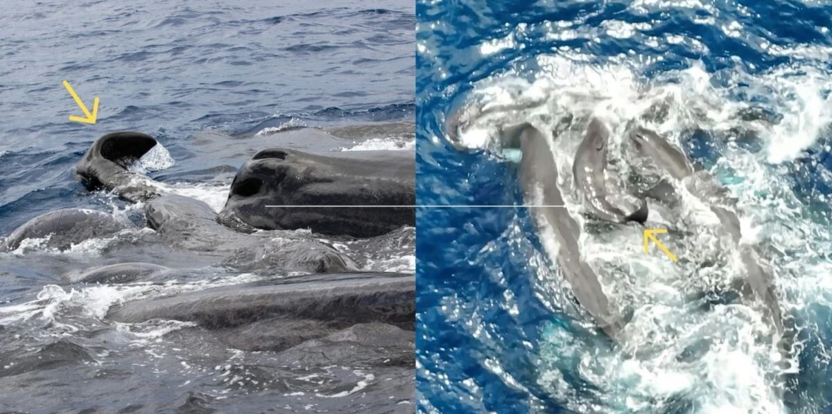    Кашалоты поддерживают на поверхности новорожденного. Желтая стрелка показывает свернутые хвостовые плавники детеныша / © Yaniv Aluma et al., Scientific Reports, 2026