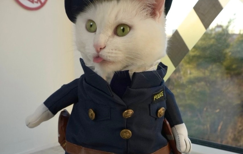 ОТКРЫТЫЕ ОКНА - ГЛАВНАЯ ОПАСНОСТЬ ДЛЯ КОШЕК