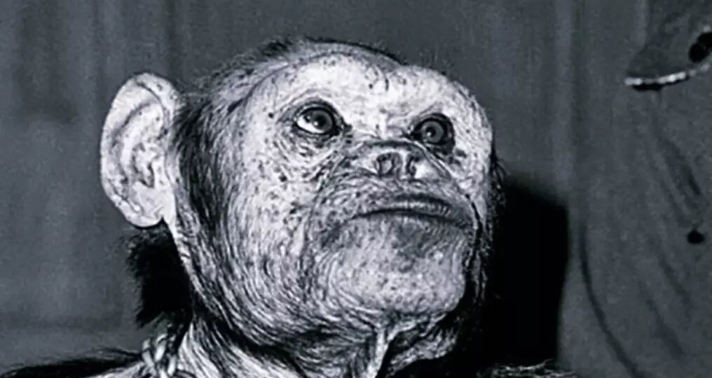 Гибриды человека и обезьяны — правда о чудовищных экспериментах, которые скрывали десятилетиями