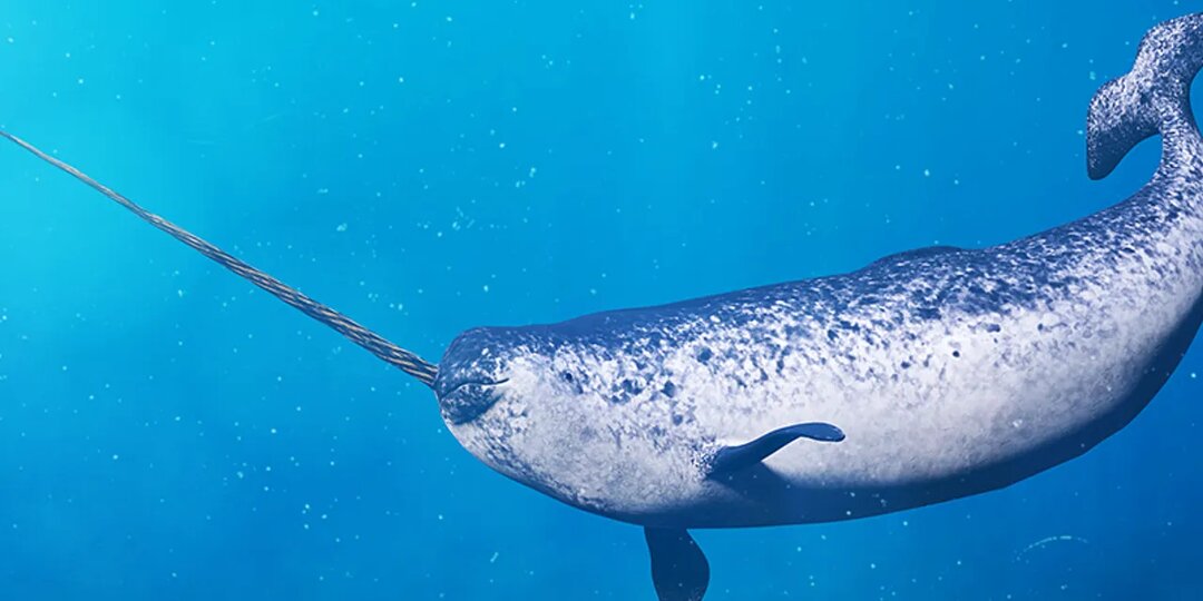 Пришельцы из бездны: Самые необычные морские существа Севера