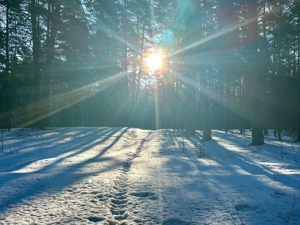    Весна берет свое: сугробы в Бузулукском бору тают с рекордной скоростью