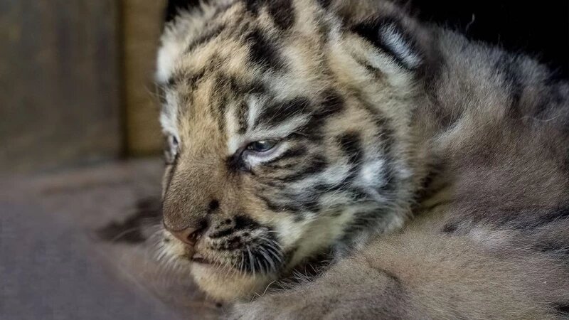     Тигренок. Барнаульский зоопарк.